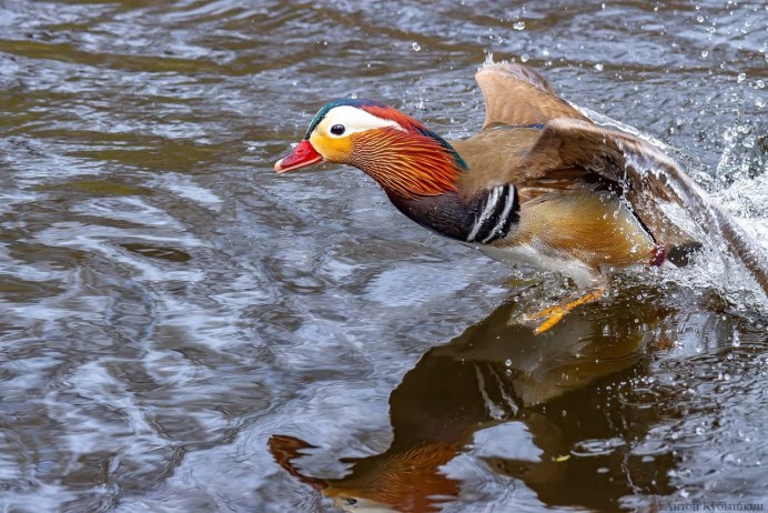 Серая утка селезень