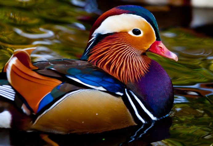 Московская кряква