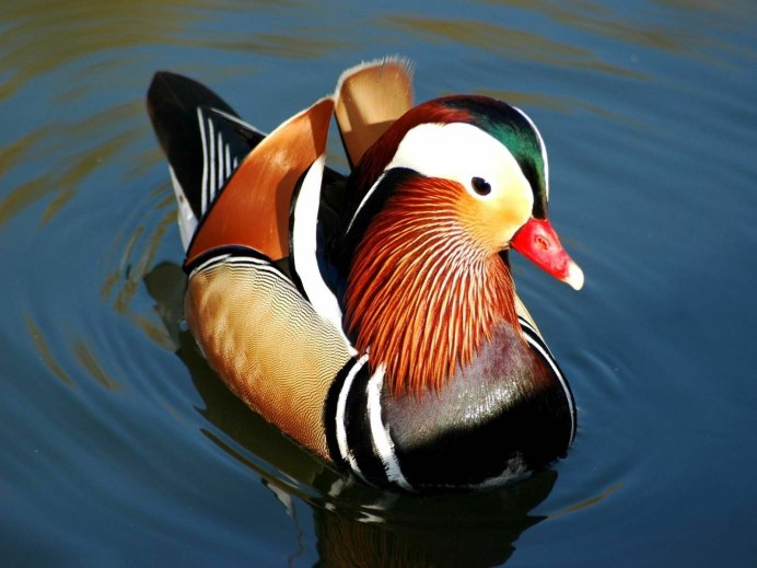 Свиязь утка