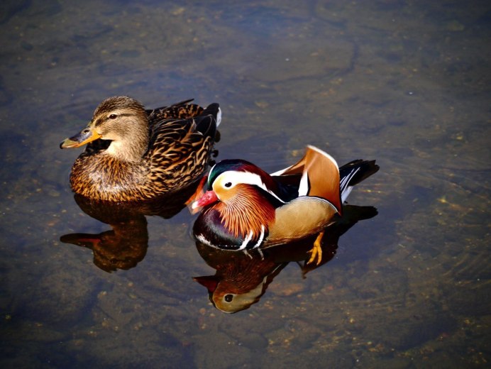 Селезень Кэркем