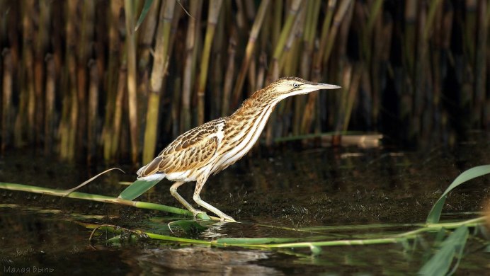 Botaurus Stellaris