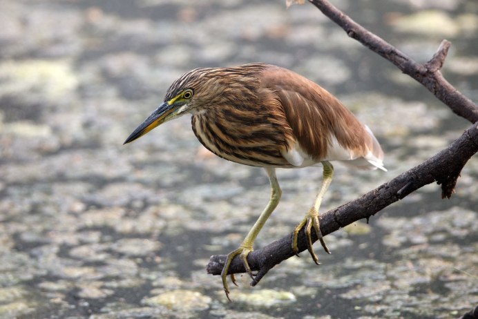 Выпь малая (Ixobrychus minutus)