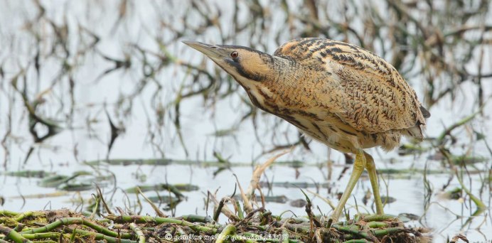 Выпь (Bittern)