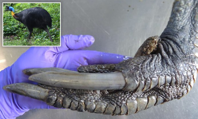 Казуар Крылья коготь