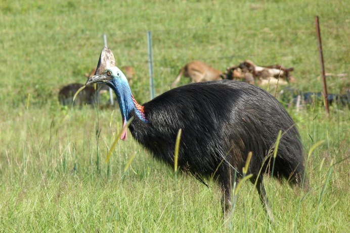 Гнездо казуара