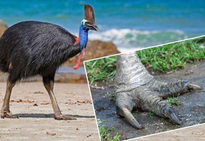 Шлемоносный казуар лапа