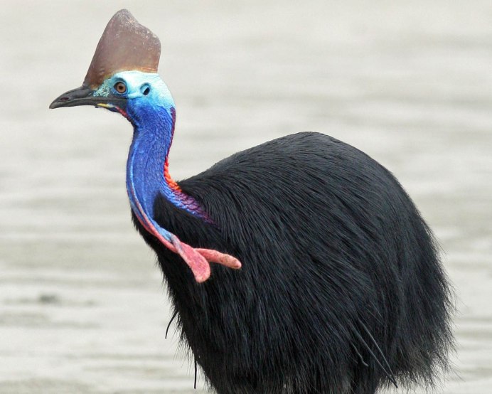 Казуар мурук оранжевошейный шлемоносный