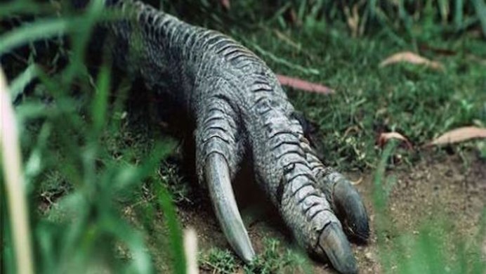 Казуарообразные эму