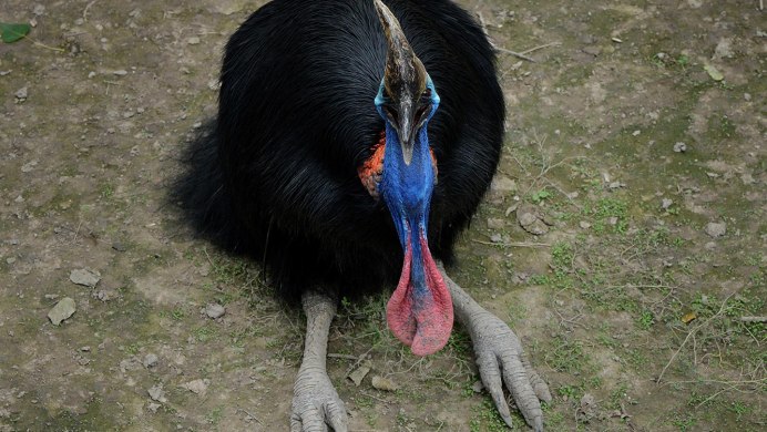 Лапа казуара и динозавра