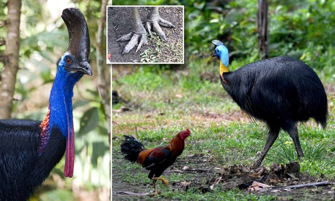 Cassowary Attack