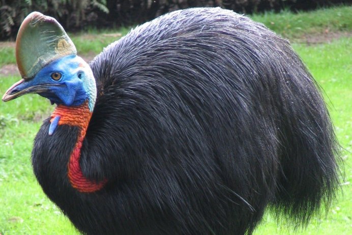 Казуар удар лапы