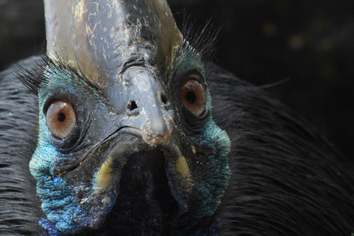 Малайзия казуар птица-