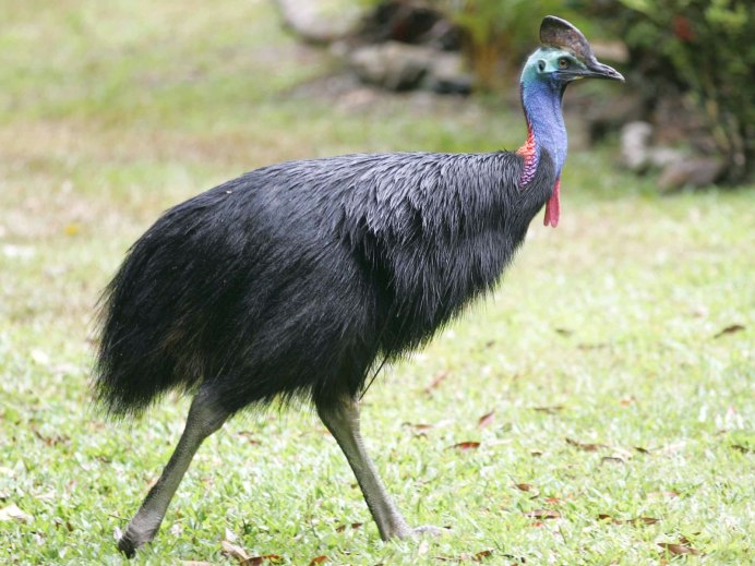 Шлемоносный казуар лапа
