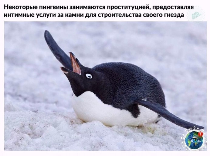 Альбатрос птица птенец