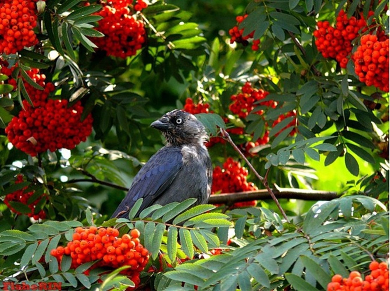 Птицы на рябине с красными гроздьями