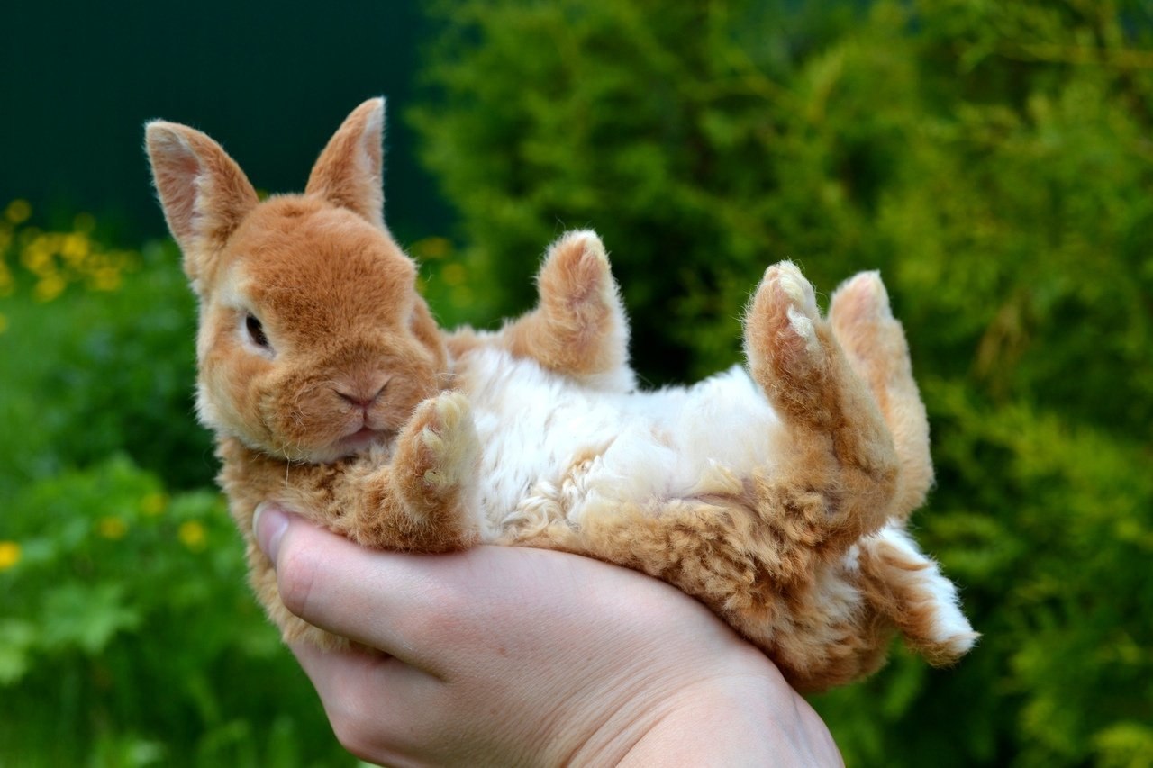 Кролик бобо для малышей. Лисий карликовый кролик. Лисий кролик декоративный. Кролики породы Лисий кролик. Карликовый Лис кролик.