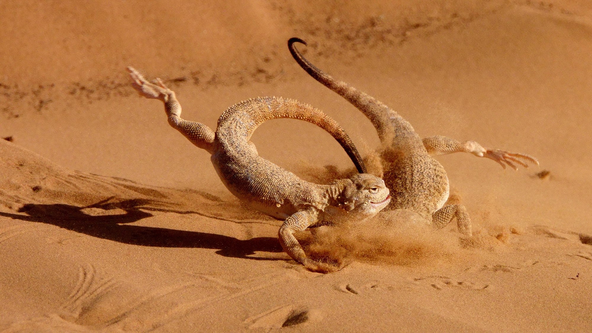 Бой ящериц. Ящерица круглоголовка в пустыне. Ящерица Песчаная круглоголовка. Ящерица ушастая круглоголовка. Круглоголовка-вертихвостка Phrynocephalus guttatus.