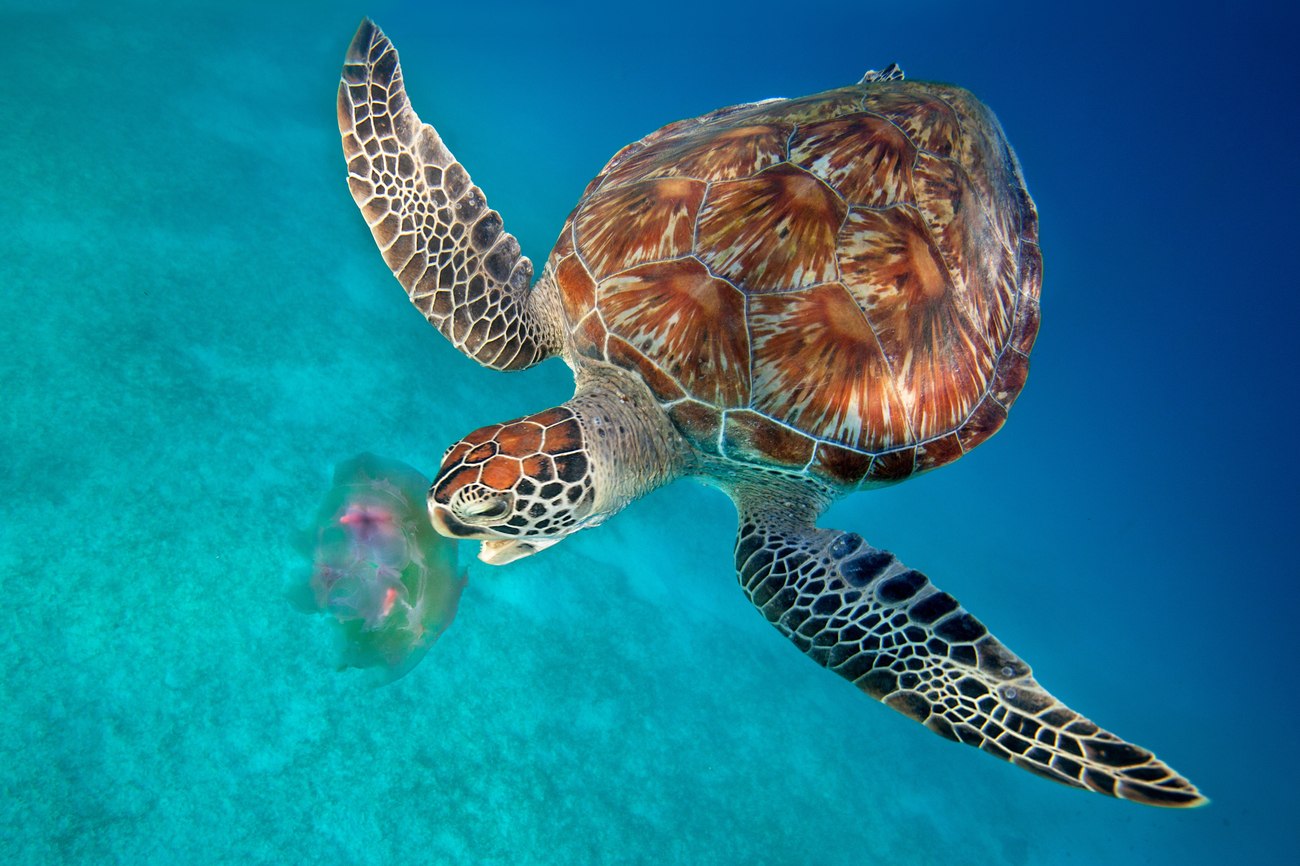 Популяция самых крупных морских черепах восстанавливается в Бразилии
