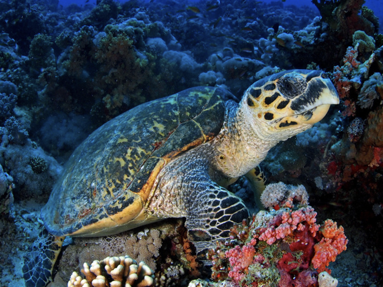 К морским черепахам относится. Морская черепаха бисса. Черепаха бисса (Каретта). Морская черепаха бисса настоящая Каретта. Морская черепаха Хоксбилл.