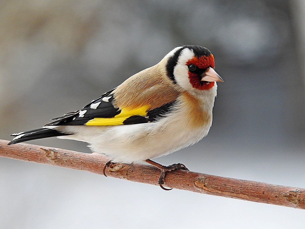 Щегол это. Черноголовый щегол. Щегол черноголовый Carduelis Carduelis. Обыкновенный щегол Carduelis Carduelis. Черноголовый щегол Вьюрковые.