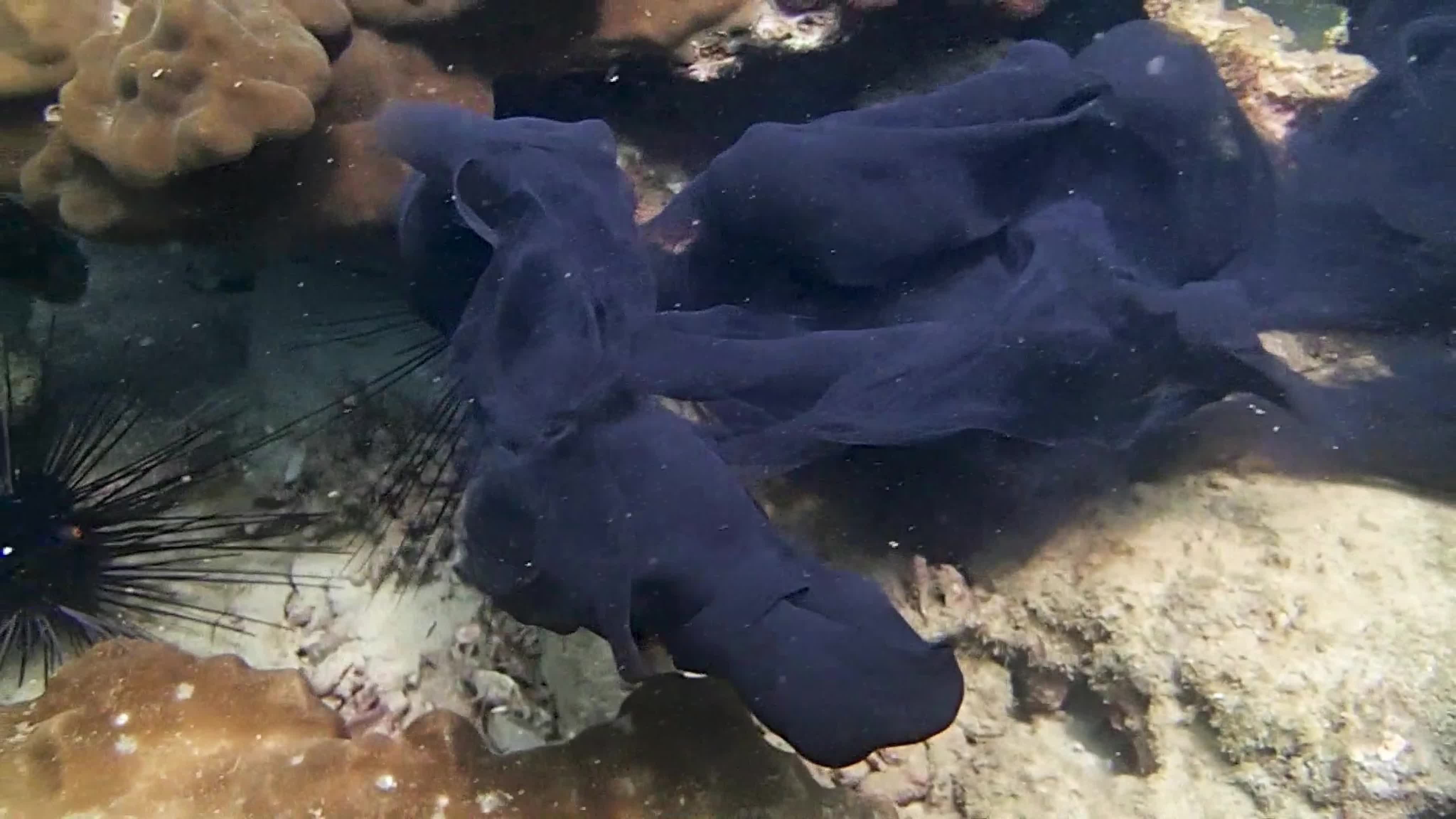 каракатица фото живой в воде
