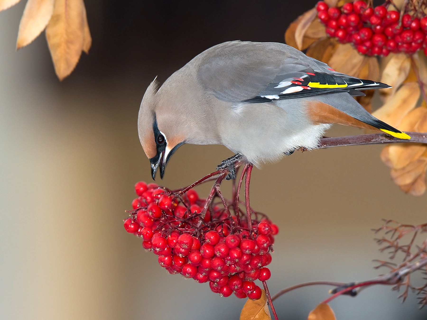 Птицы которые едят рябину осенью - картинки и фото poknok.art
