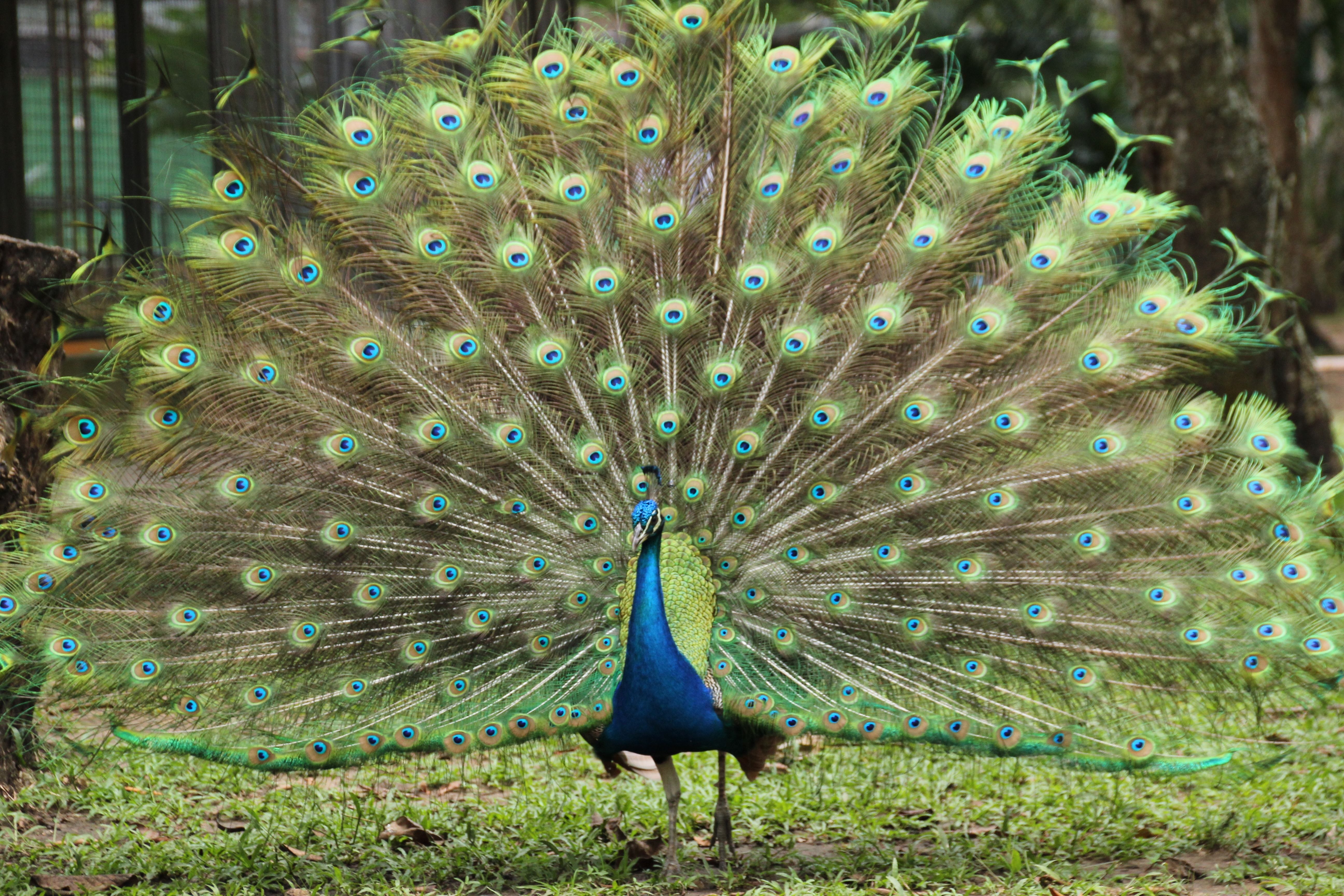 Павлин картинка. Павлин (Pavo cristatus). Павлин Миднайт. Конголезский Павлин. Зелёный Павлин / Pavo muticus.