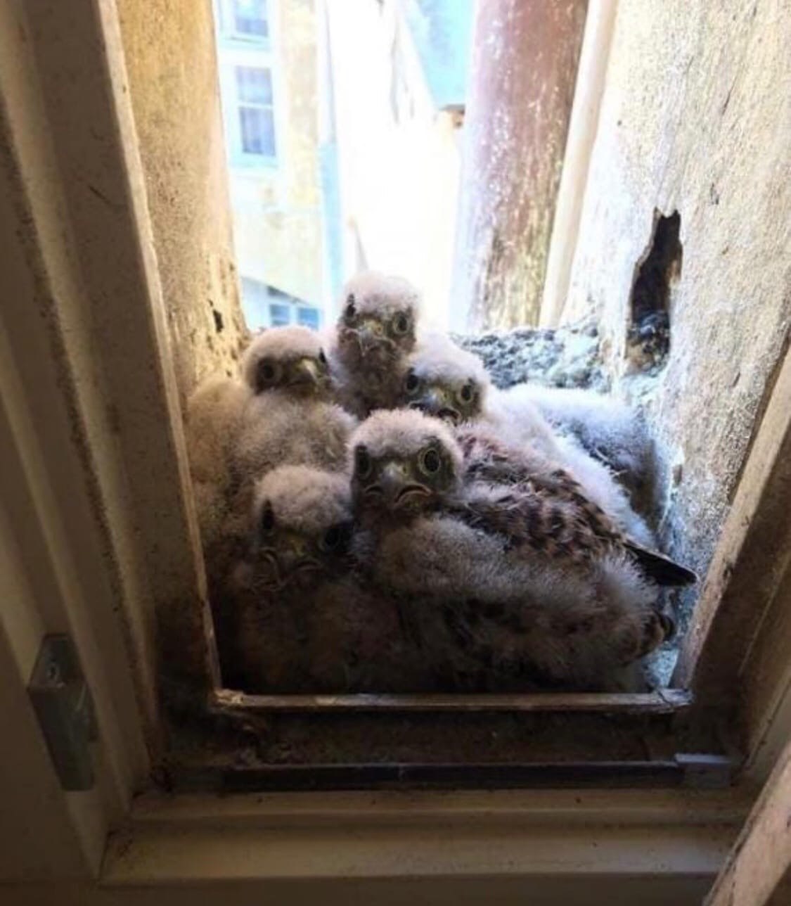 Гнездо под окном