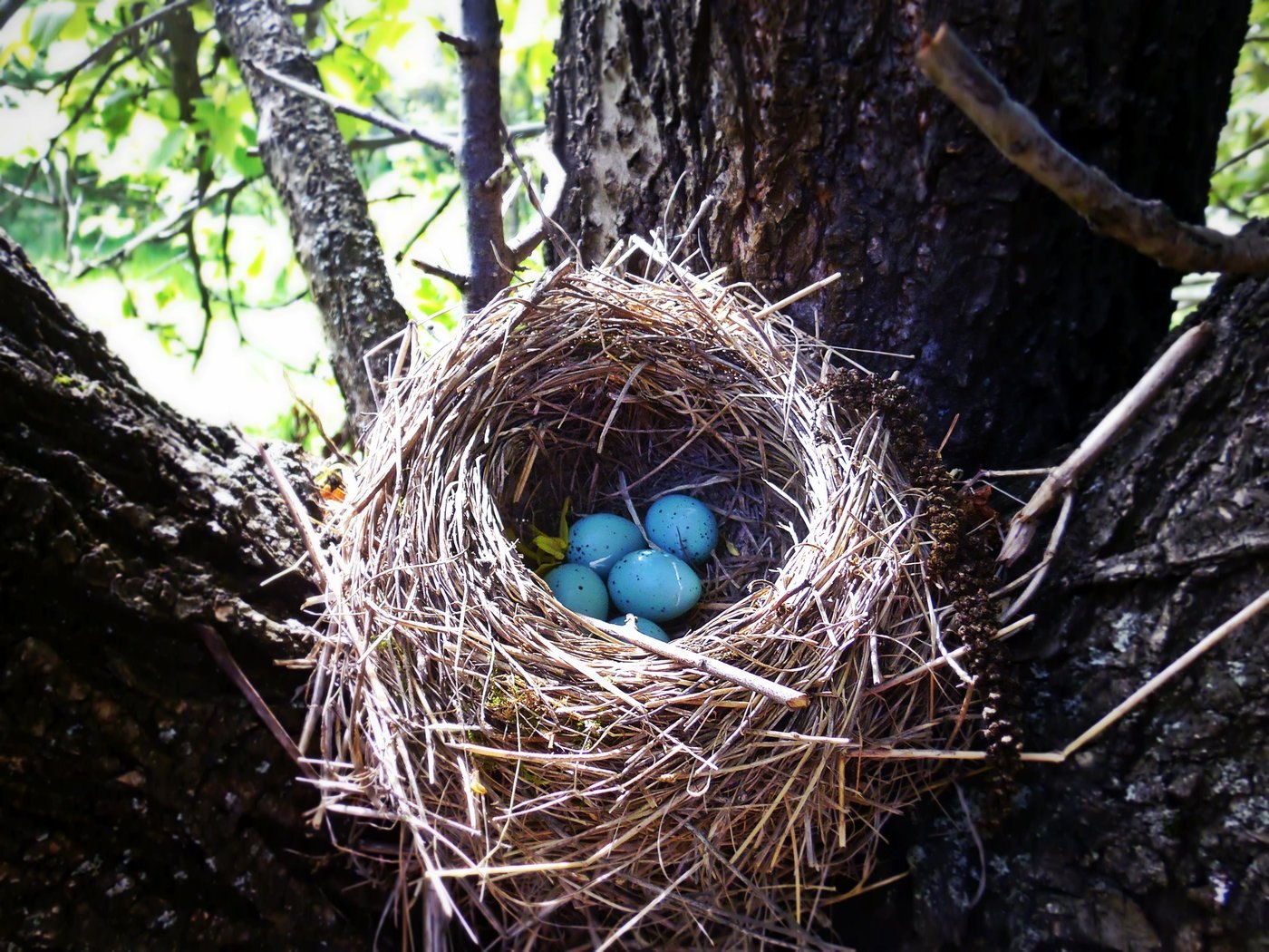 Гнездо для птиц для детей. Гнездо дрозда рябинника. Обыкновенная горихвостка гнездо. Гнездо певчего дрозда. Дрозд рябинник яйца и гнездо.