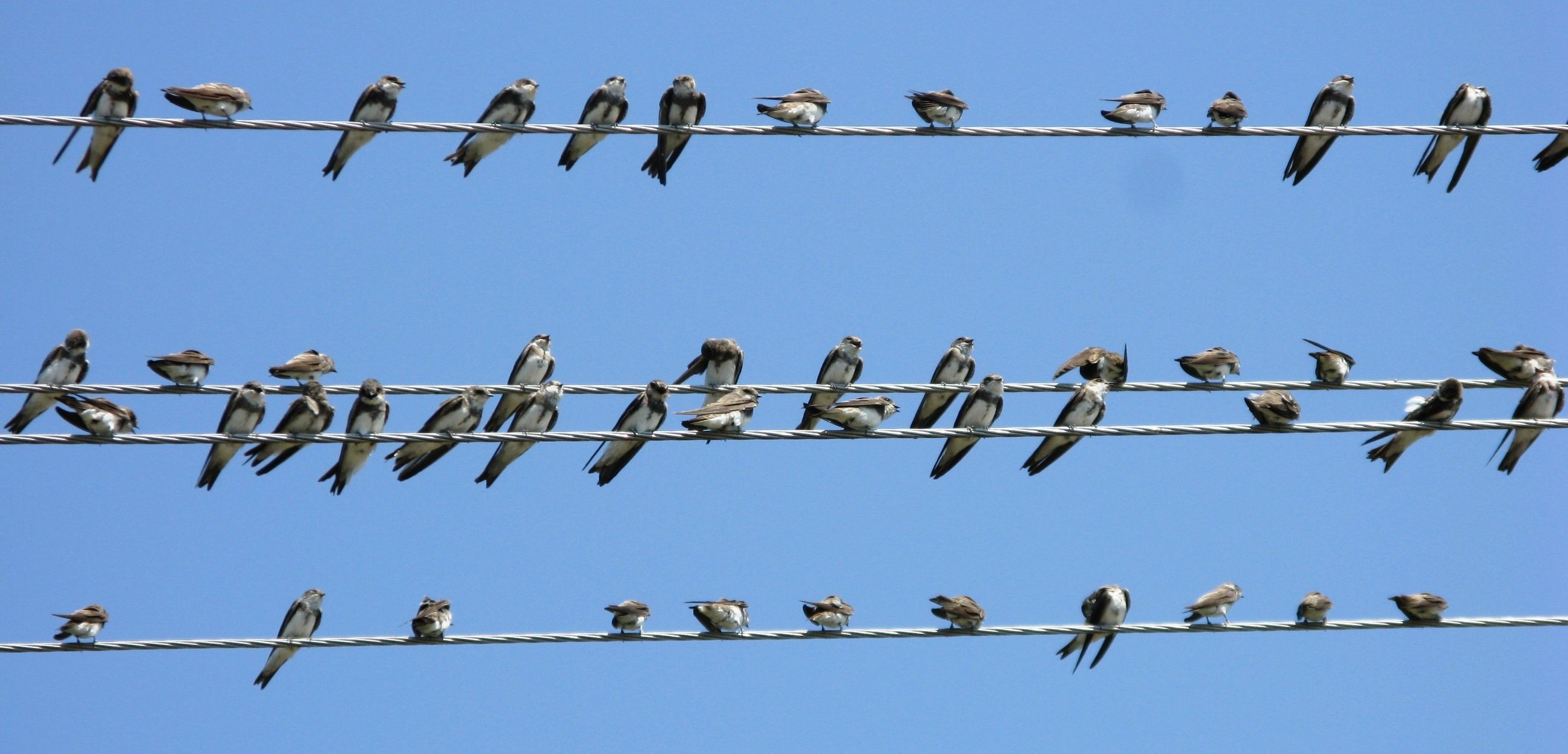Птицы сидят на проводах
