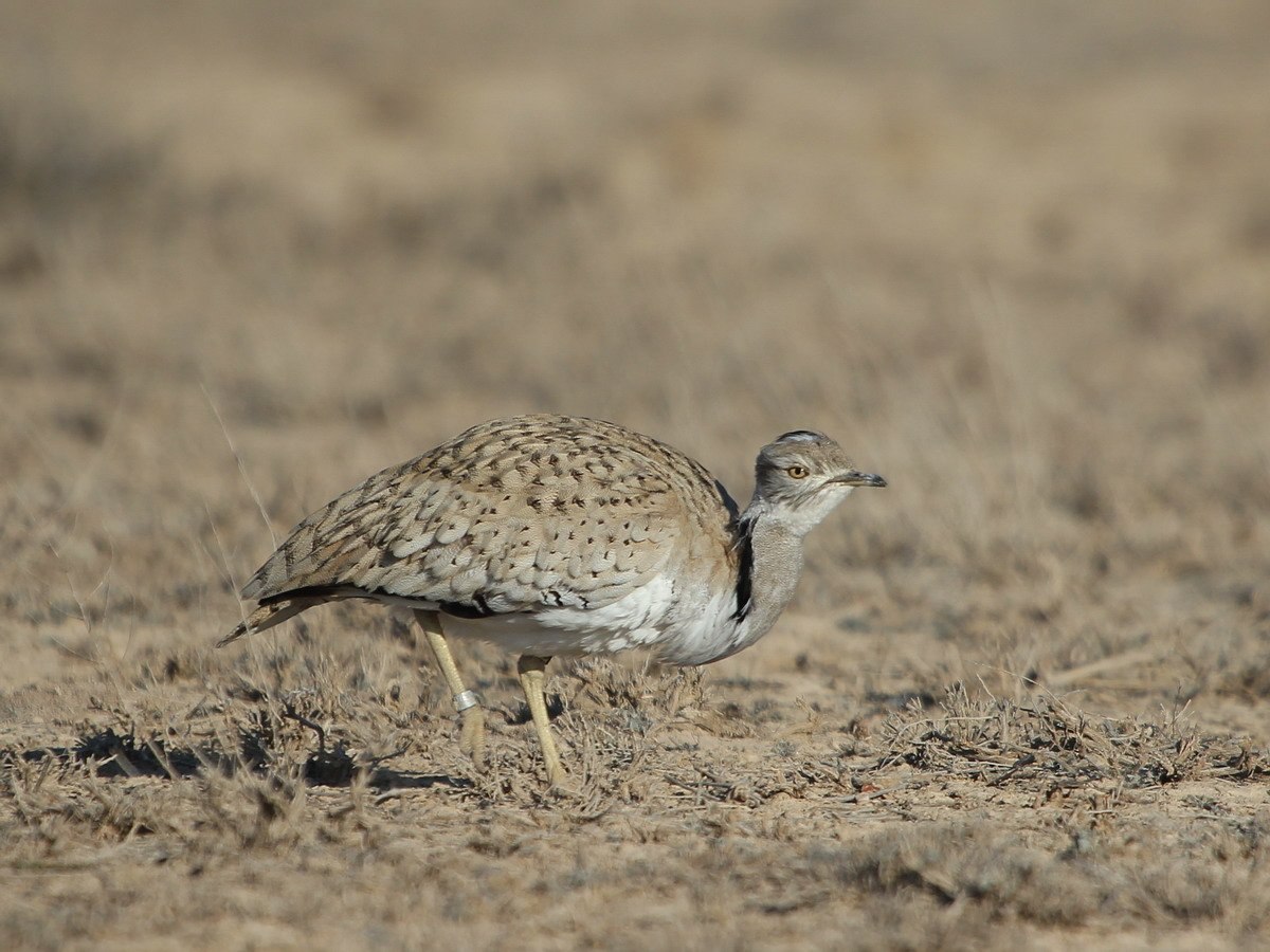 Chlamydotis macqueenii