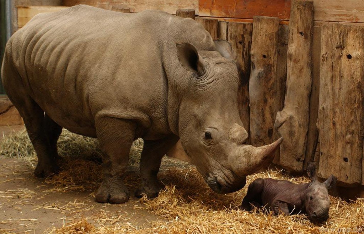 Сколько носорогов родилось в 2002 году. Суматранский носорог. Суматранский носорог детеныш. Новорожденные носороги. Детеныш носорога.