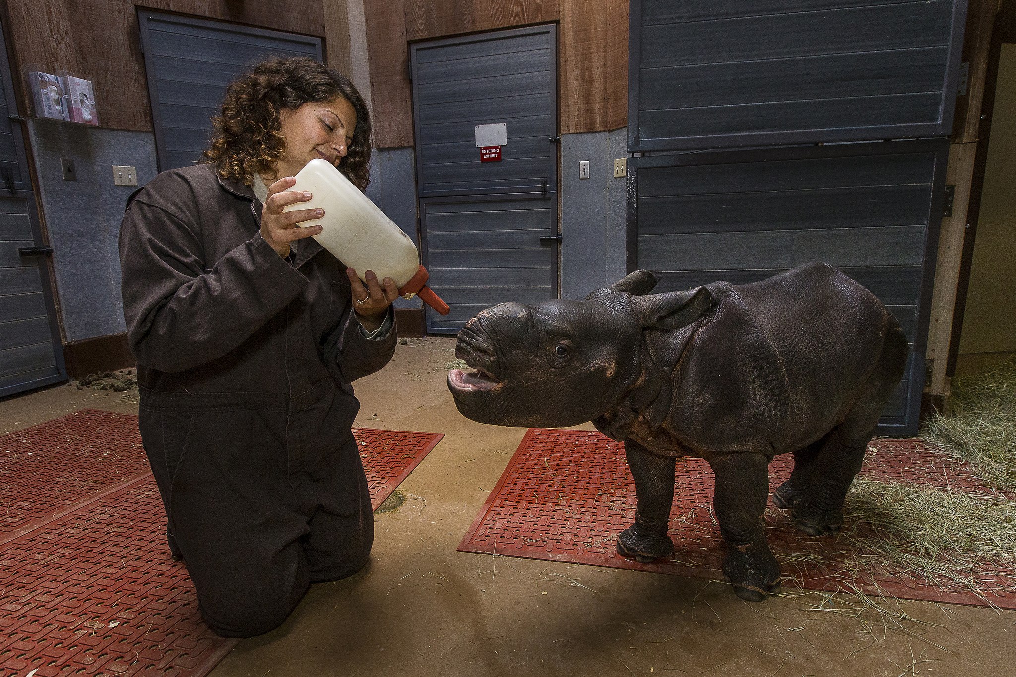 Сколько носорогов родилось в 2002 году. Новорожденные носороги. Новорожденный детёныш носорога. Носорог и ребенок человека. Носорог кормит детеныша.