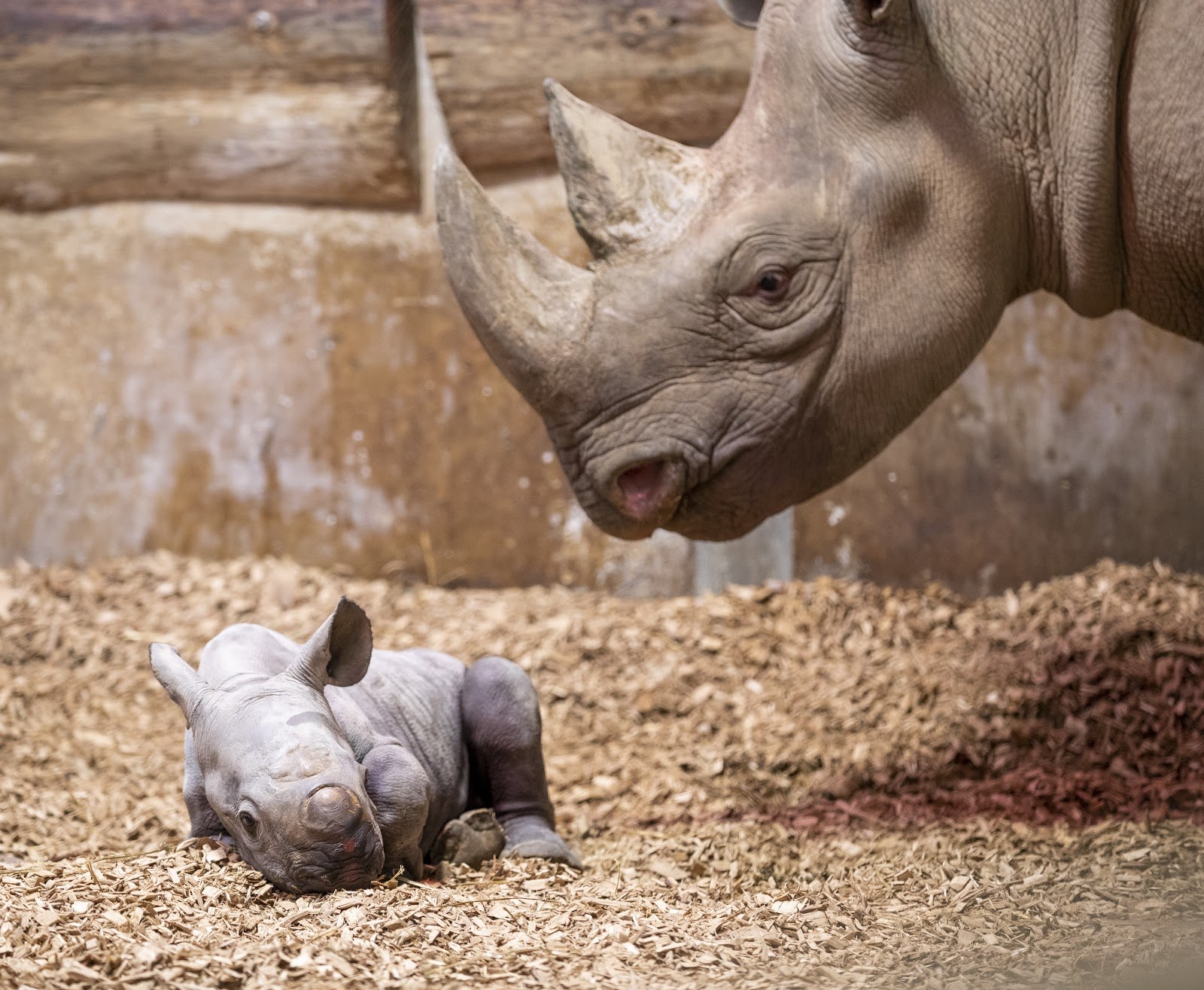 Сколько детенышей носорога родилось в 2001 году. Детеныш носорога. Черный носорог в зоопарке.