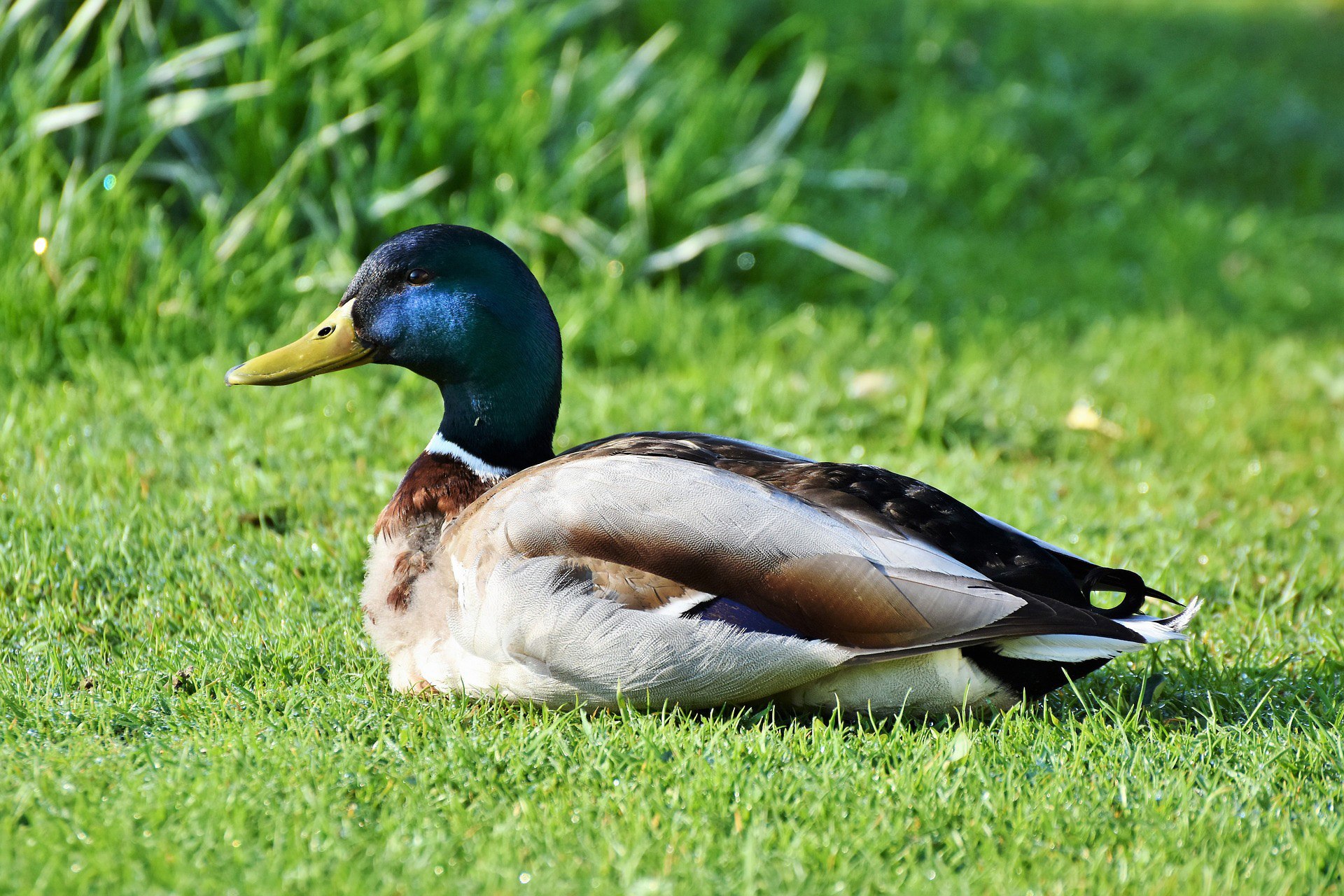 Duck. Североамериканская кряква. Утка кряква Байкальская. Американская Савка утята. Серебрянка утка кряква.