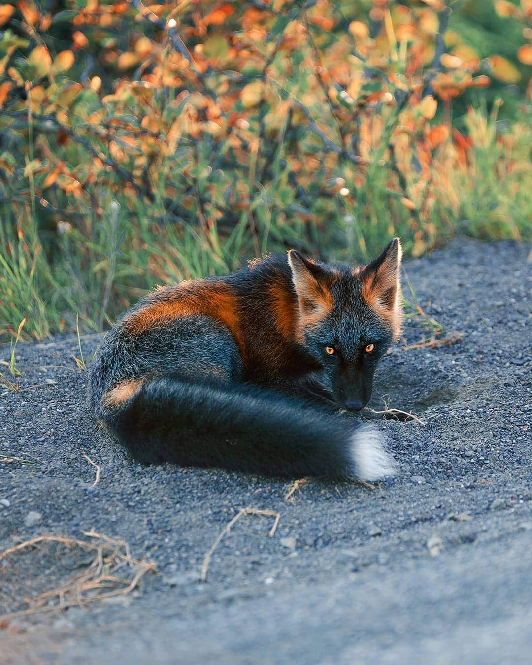 Black Fox | Черная Лиса | Саранск