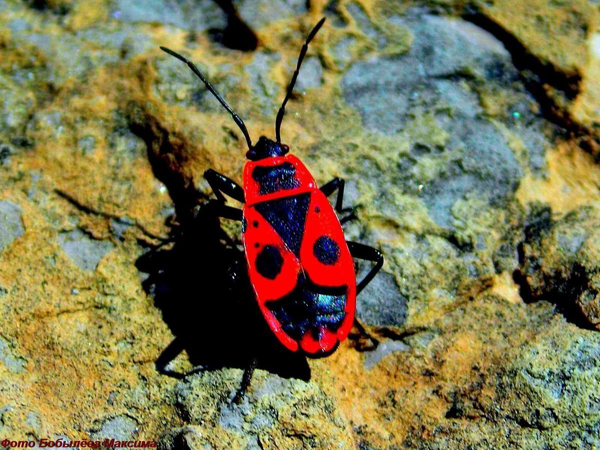 Жук пожарник клоп. Клоп-солдатик Pyrrhocoris. Клоп солдатик личинка. Насекомые Жук пожарник.