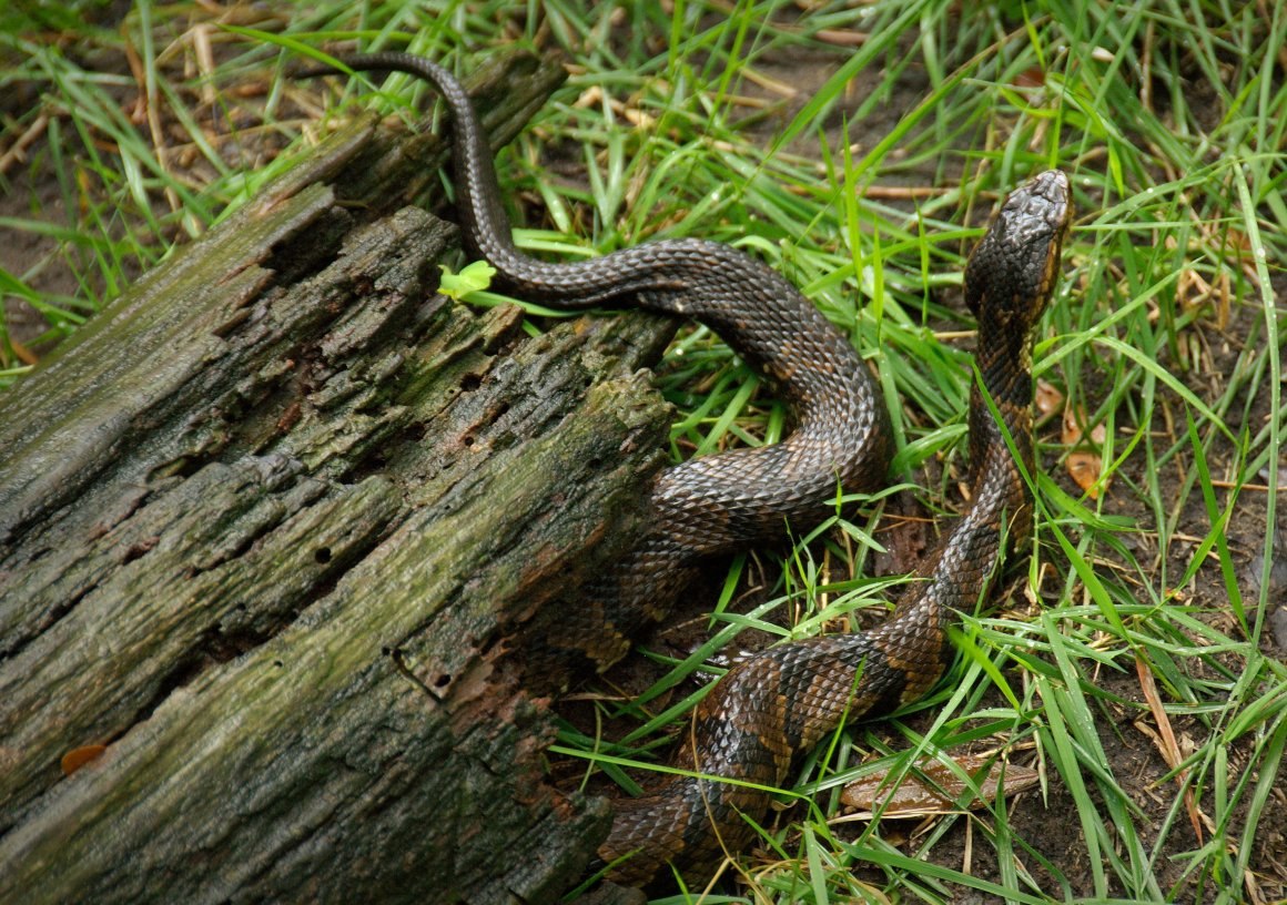 Природа ядовитых змей. Водяной щитомордник. Водяной щитомордник змея. Водяной щитомордник (Agkistrodon piscivorus). Мокасиновая гадюка.
