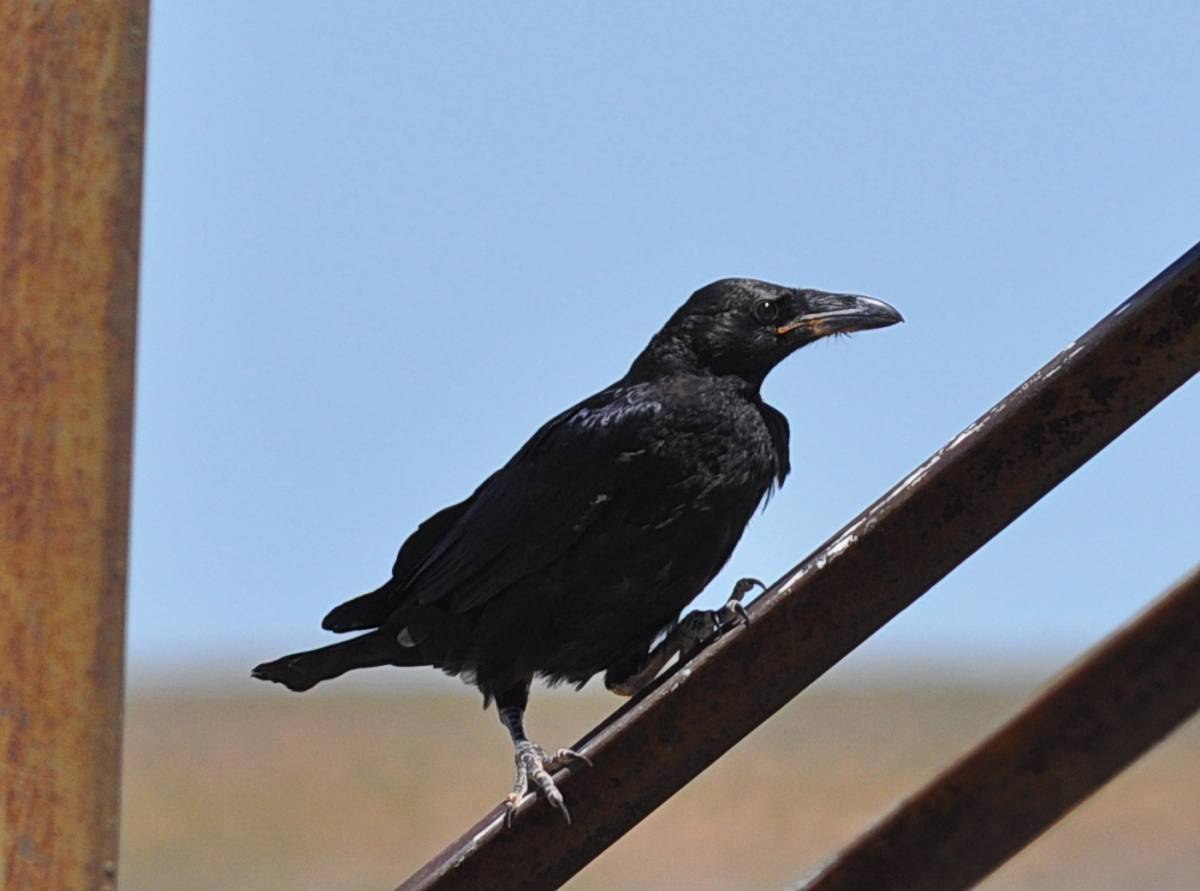 Ворон первый. Corvus ruficollis. Brown-necked Raven. Пустынный ворон. Коричневая ворона.