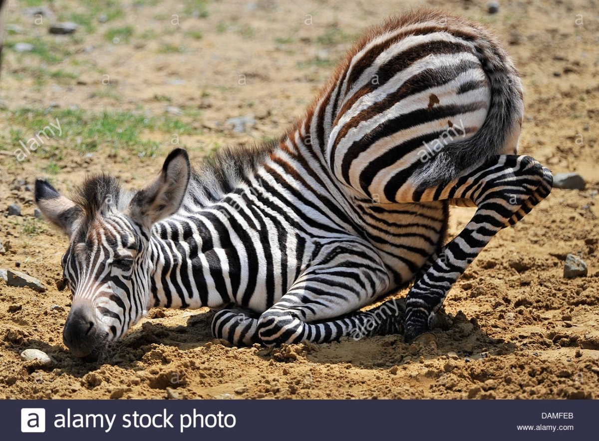Маленькие Животные Африки