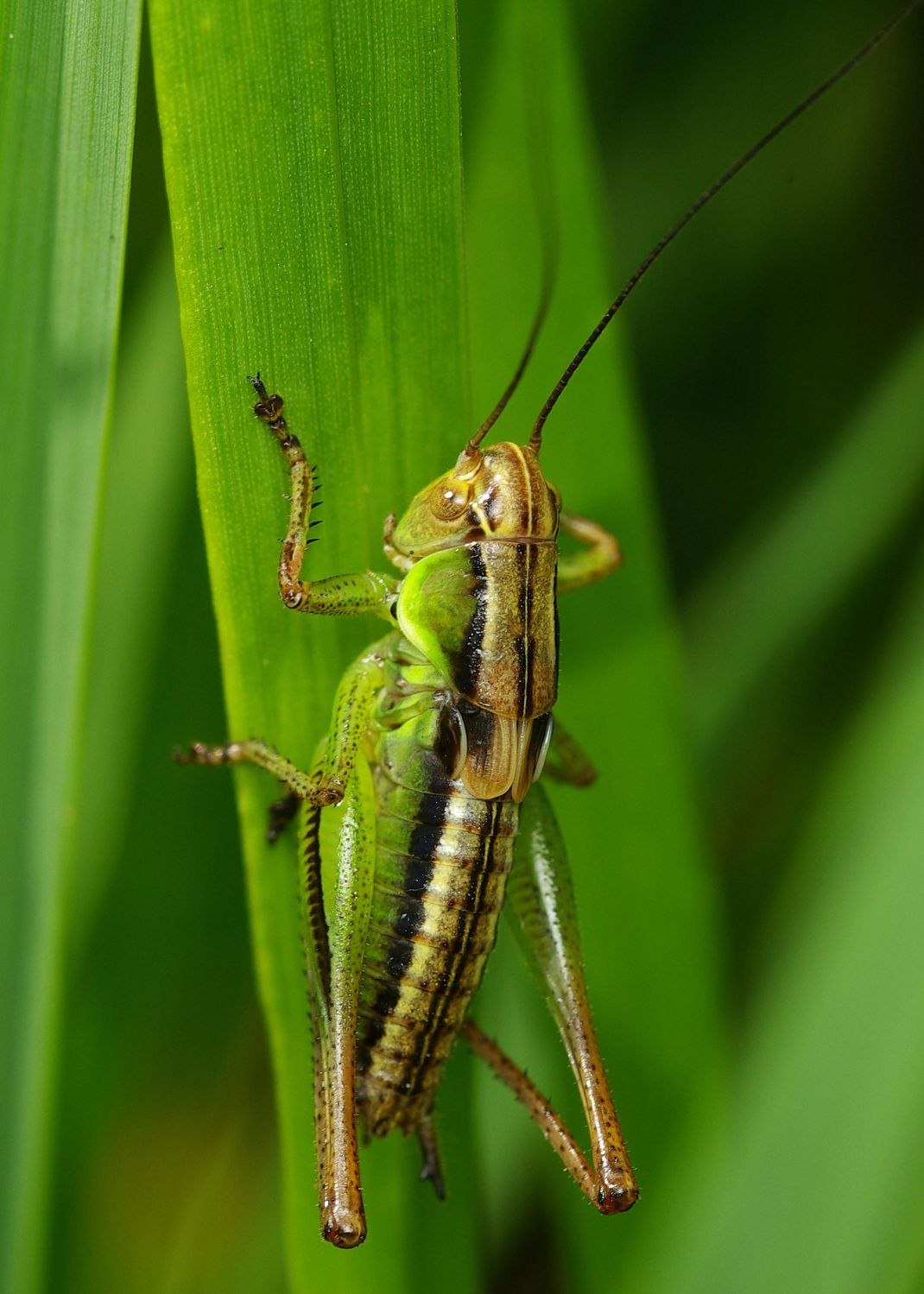 Картинки кузнечика. Кузнечиковые Tettigoniidae. Кузнечик амбликорифа. Кобылка кузнечик. Жук кобылка.