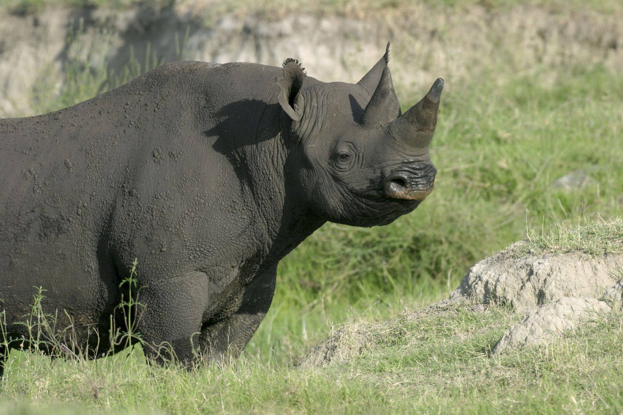 Black rhino. Камерунский носорог. Африканский черный носорог. Западный Африканский носорог. Чёрный носорог Diceros bicornis.