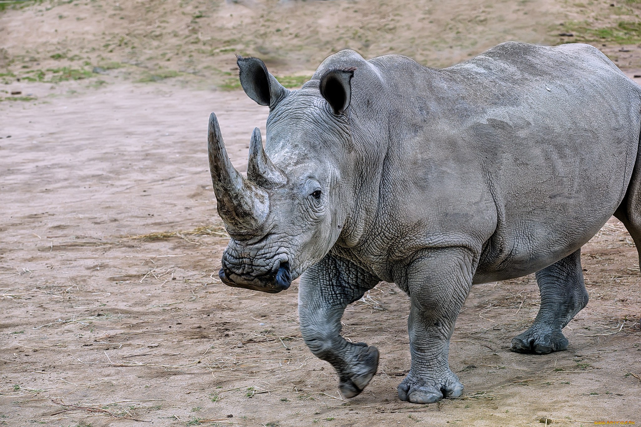 Носорог это какое животное. Двурогий носорог. Двурогий носорог Африка. Черный носорог. Белый двурогий носорог.