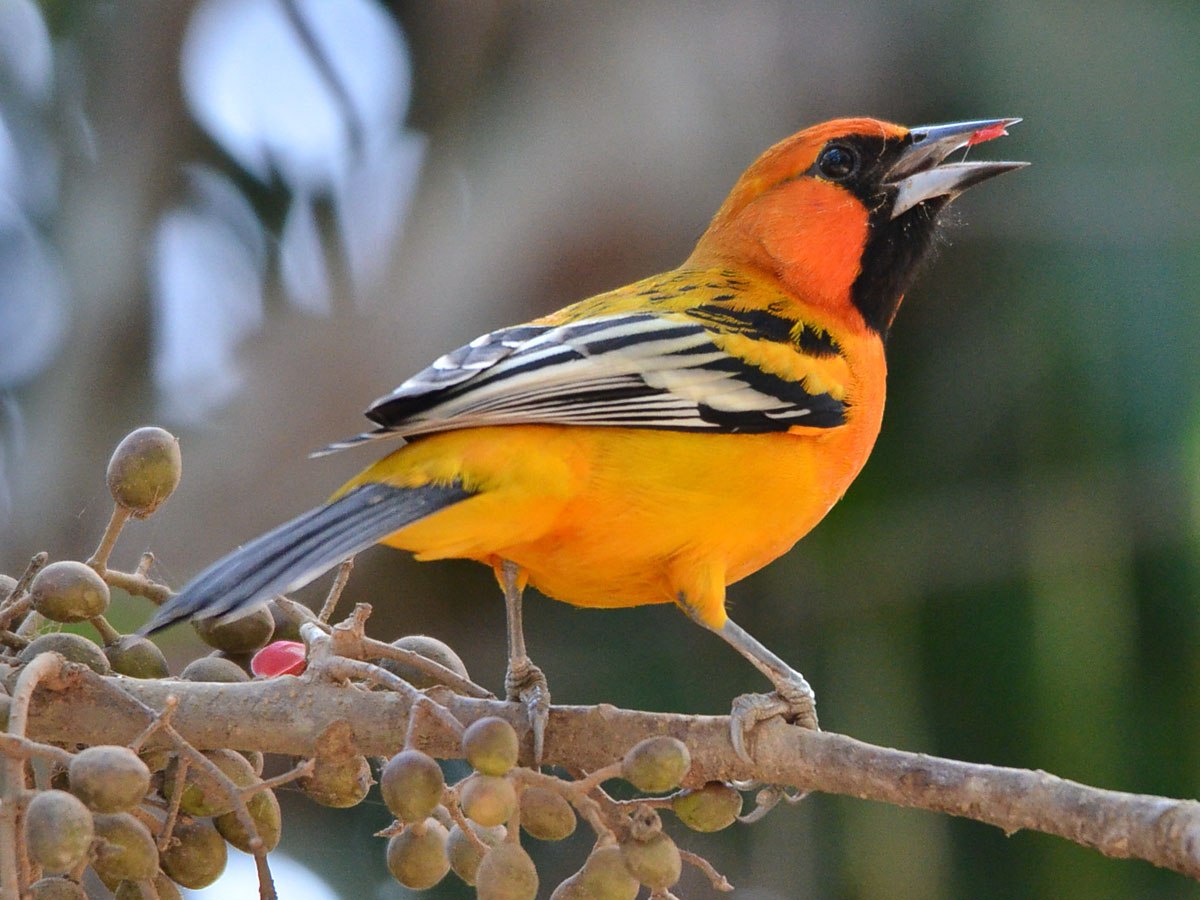 Света птица. . Icterus pustulatus. Иволга оранжевая. Elegant Oriole (яркая Иволга). Птица апельсин.