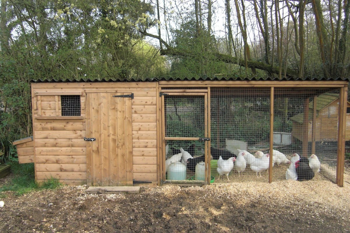 Дом для рогатых. Какие условия необходимы для содержания коз | Аргументы и Факты