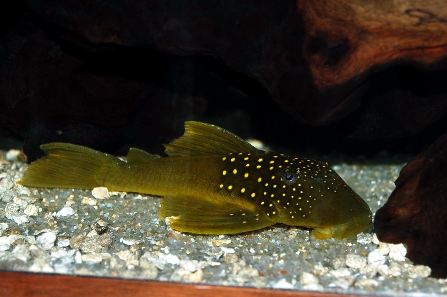 Сом каталог. Сом l 124. L200 Pleco. Желтоточечный плеко. L 203 сом.