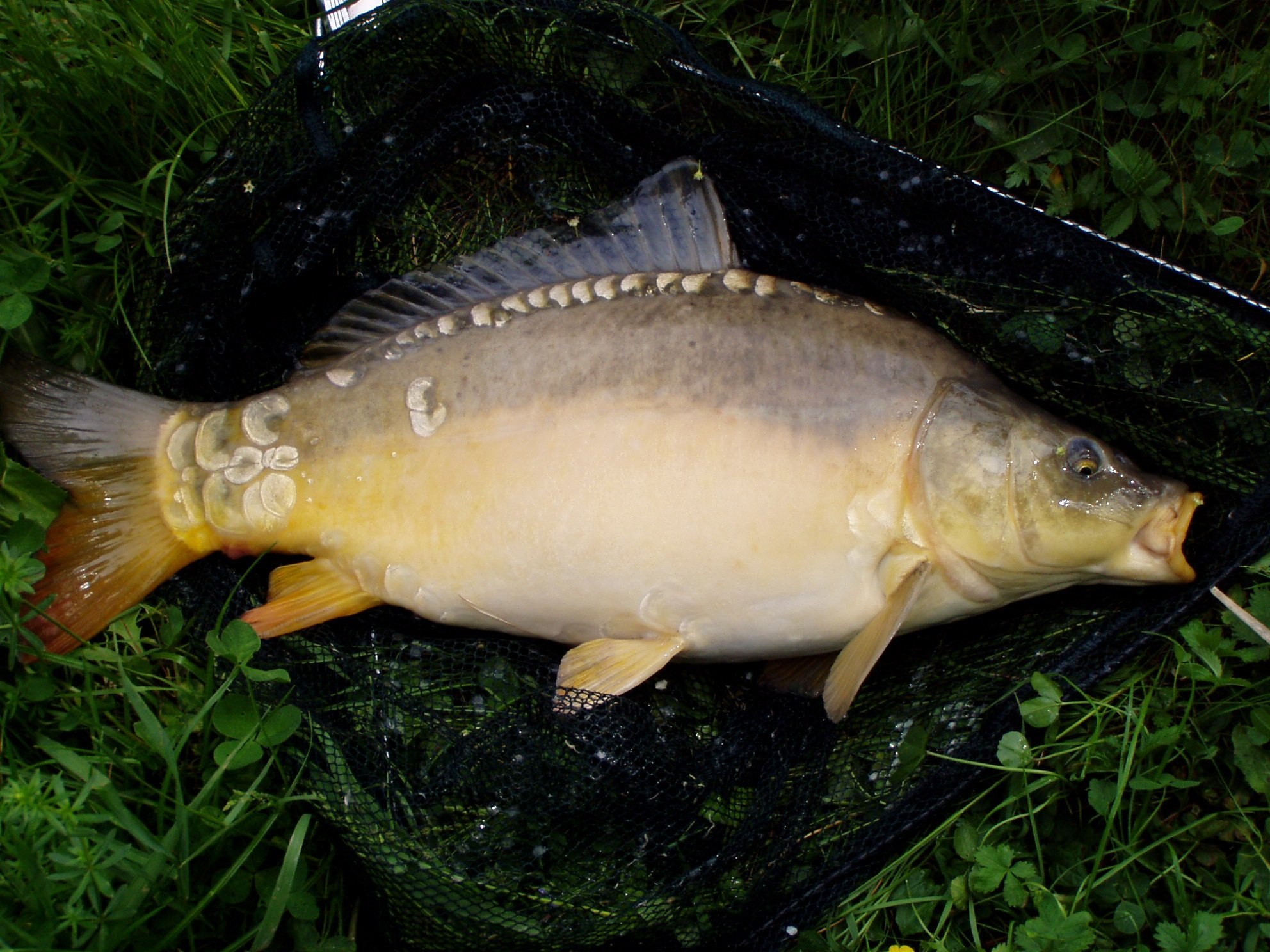 Сазан (Cyprinus Carpio). Карп толстолоб Амур. Карп сазан зеркальный Карп. Ангелинский зеркальный Карп.