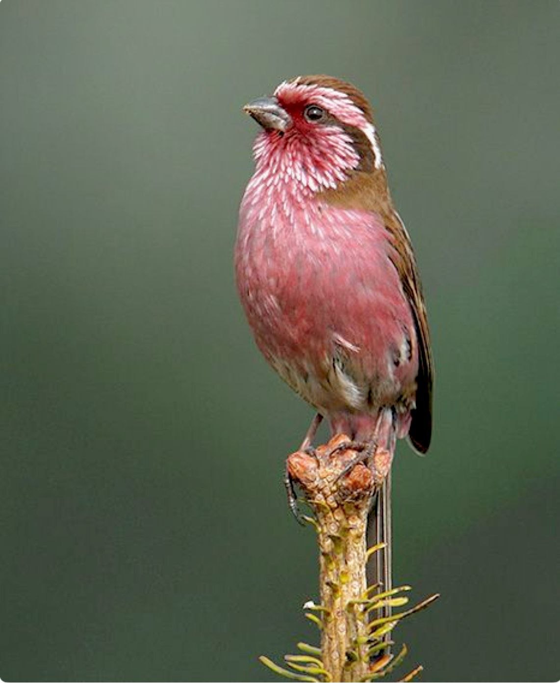 Rosefinch птица