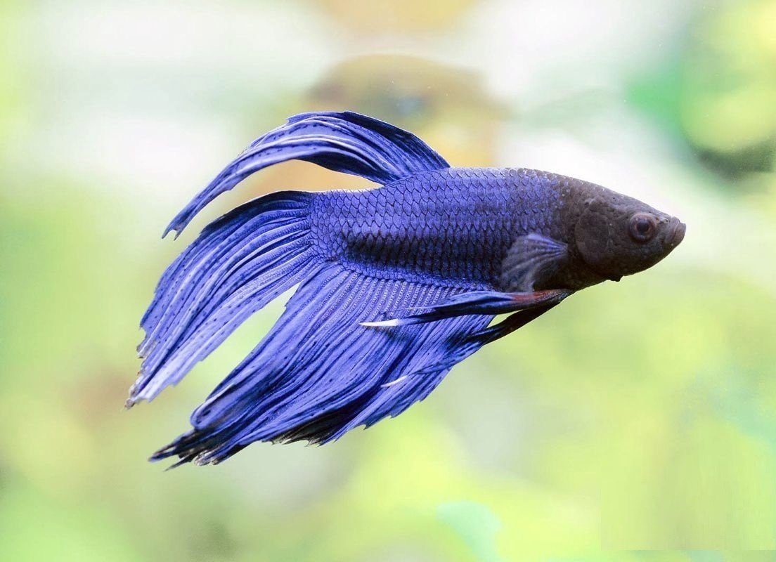 Blue Betta Fish