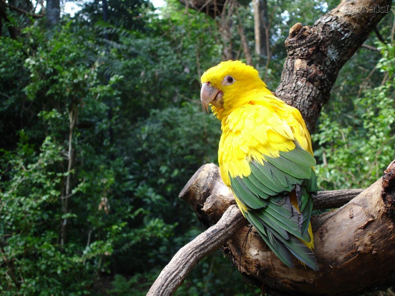 бразилия попугай
